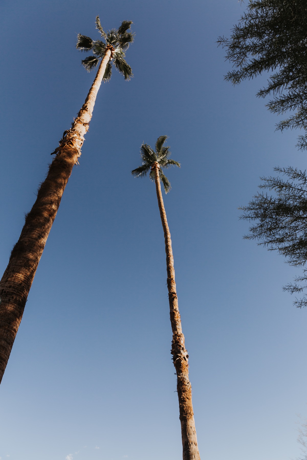 jeff_maria_engagement_palm_springs_ace_h
