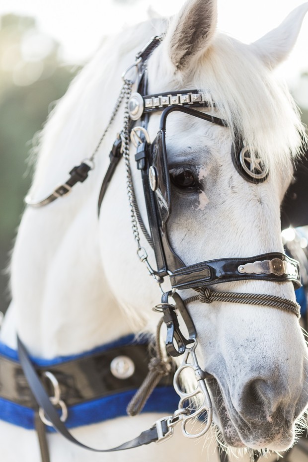 wedding carriage horse