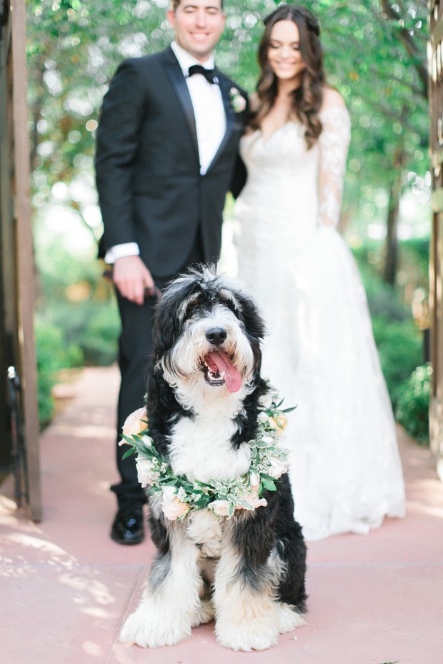 wedding pup with floral collar