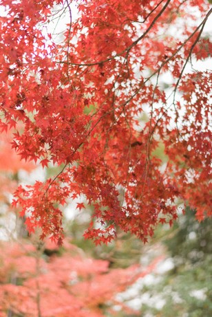 Japanese maple changing colors