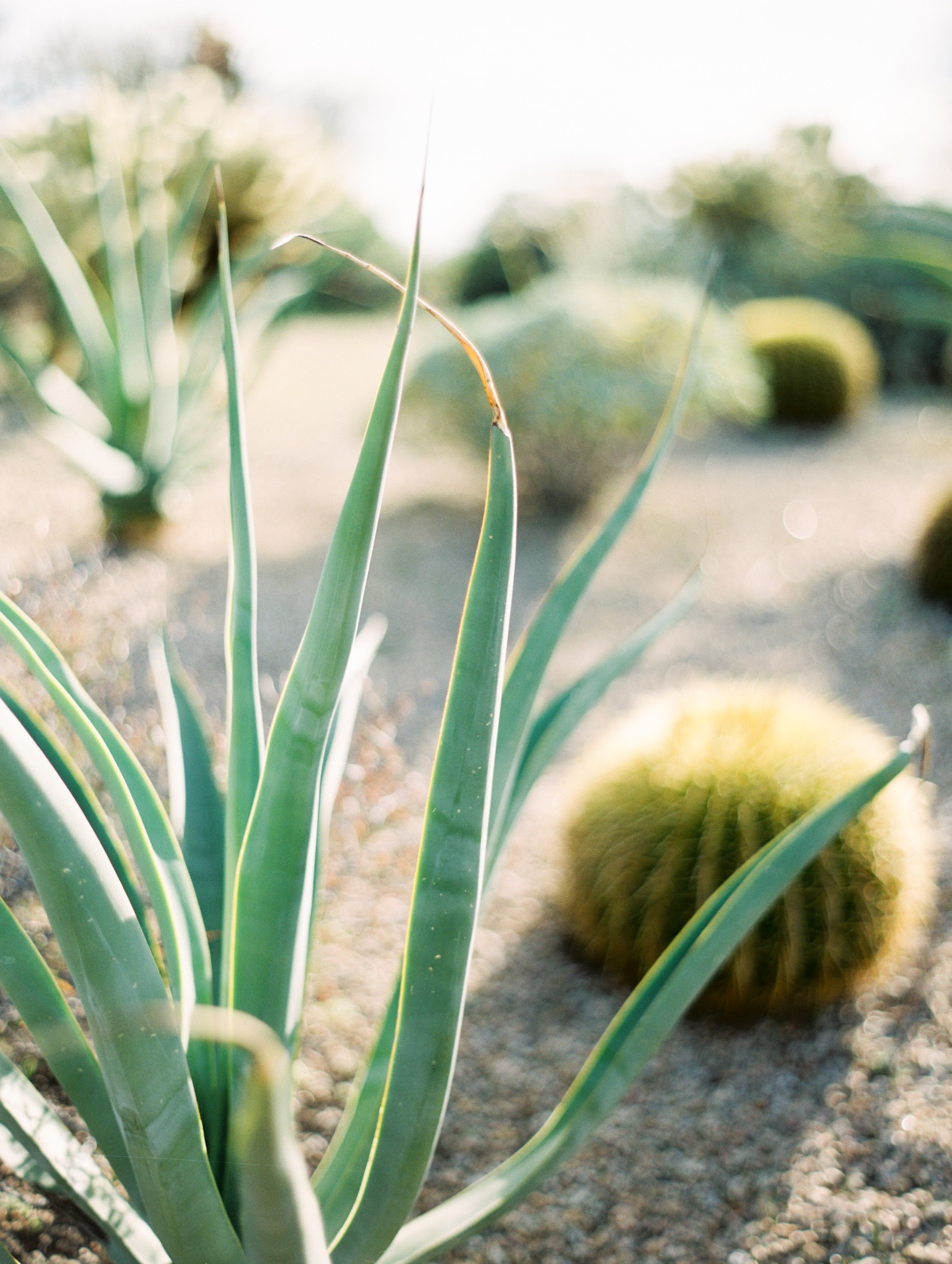 rachelsolomon_arizona-boho-inspired-wedd