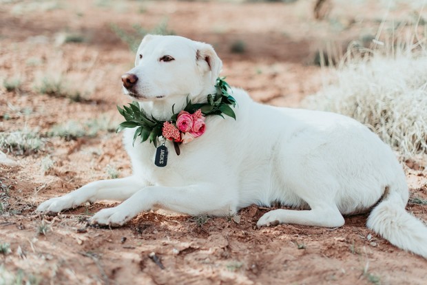 floral wedding collar for dog