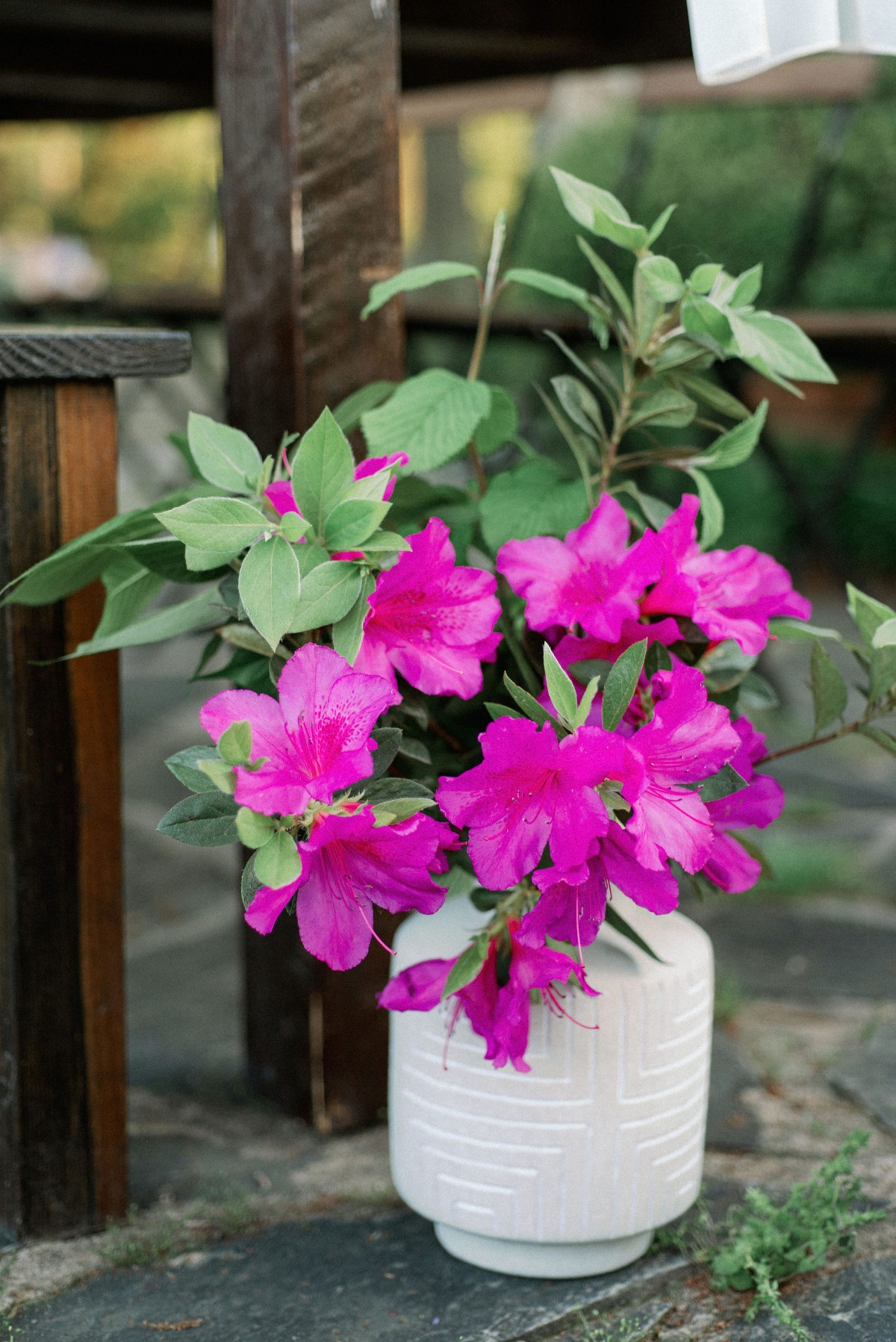 morning-glory-farm_jordan_041019_1001