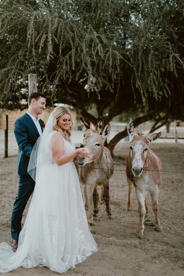 Bride and groom petting donkeys at their outdoor wedding