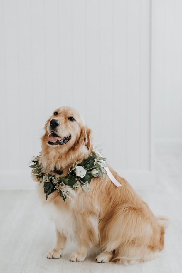 Wedding pup collar
