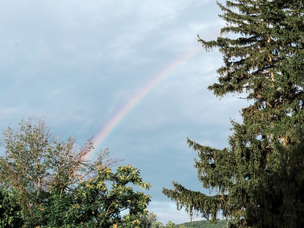 Rainbow arches over trees after a summer rain shower