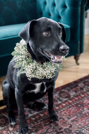 wedding dog with flower collar