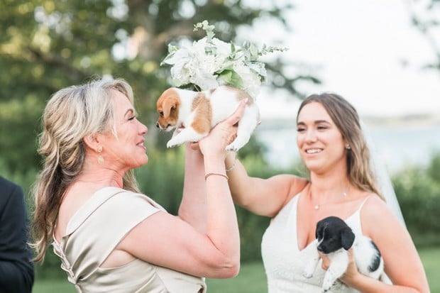 adopt a wedding puppy