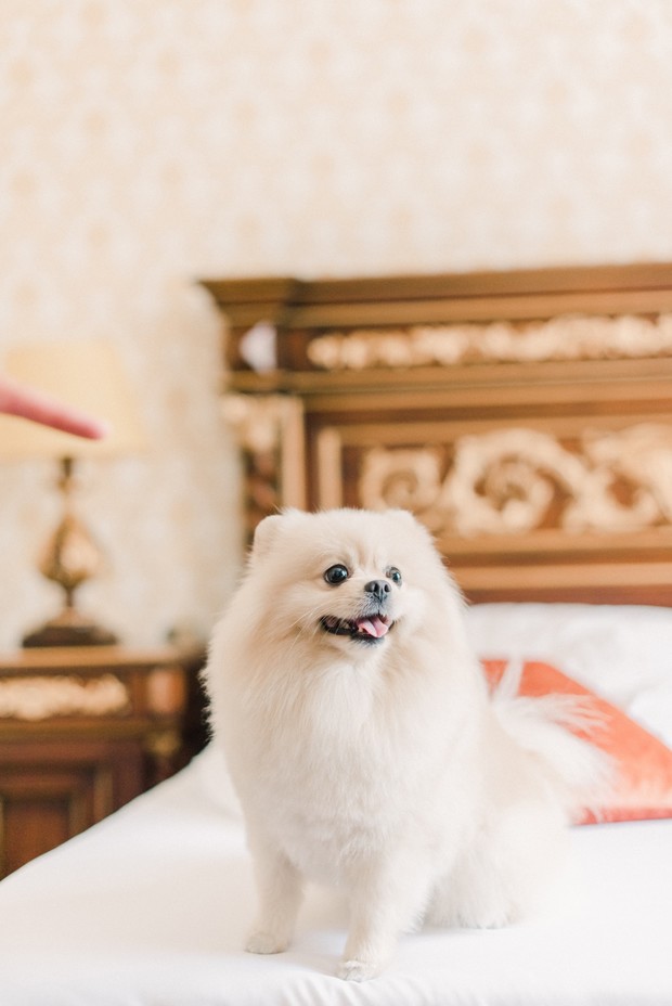 Cute white Pomeranian dog sitting on a luxurious bed