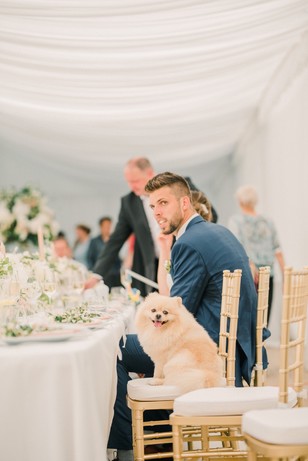 Groom with Pomeranian dog at a wedding reception smiles at camera
