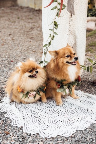 cute little wedding dogs