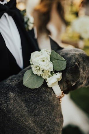 wedding dog with flower collar