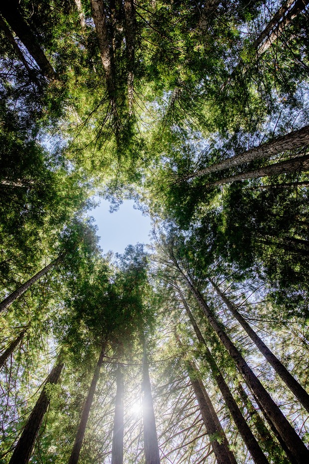 Looking up through towering trees towards a bright blue sky