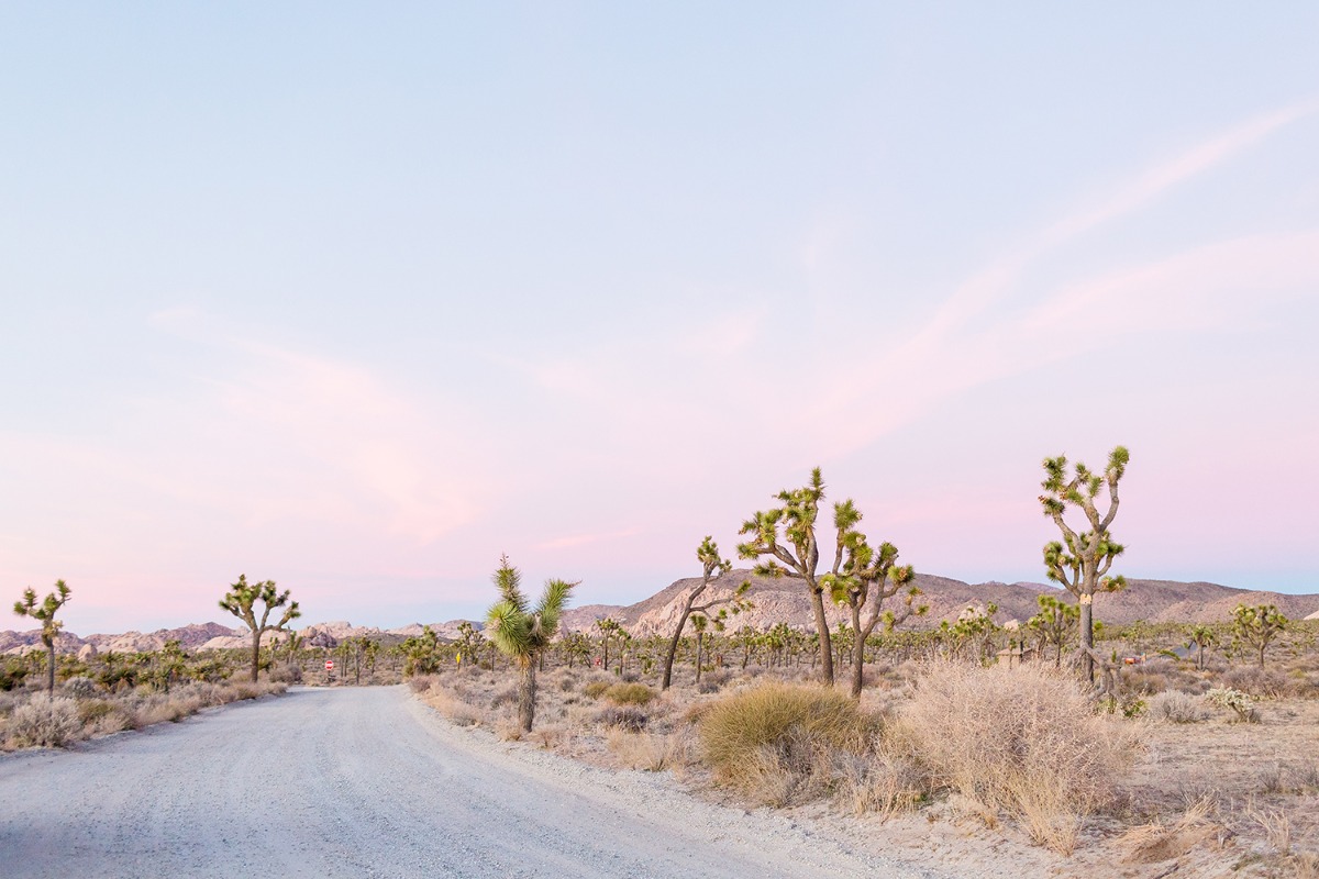 cheersbabephoto-joshuatreeengagement-wed