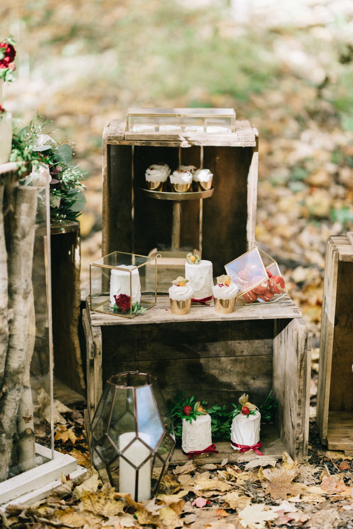 enchanted-forest_cgds7038