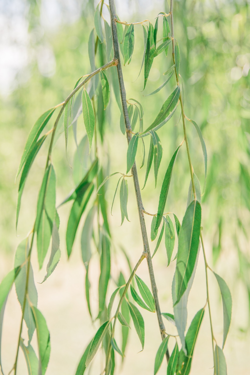a-family-farm-elopement