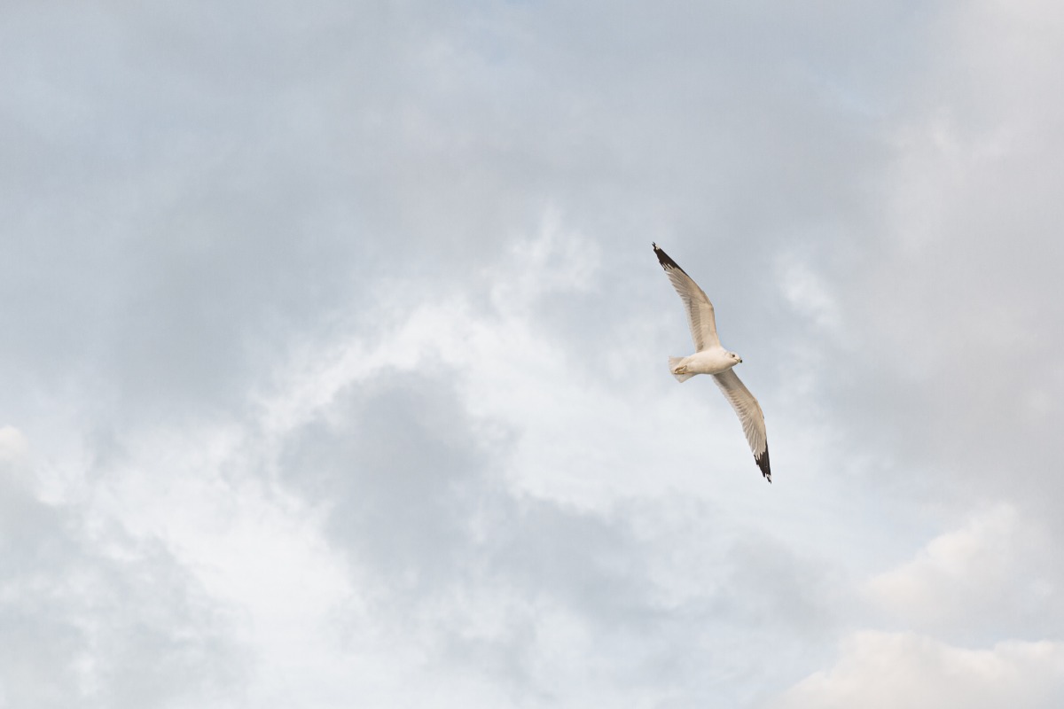 seagull