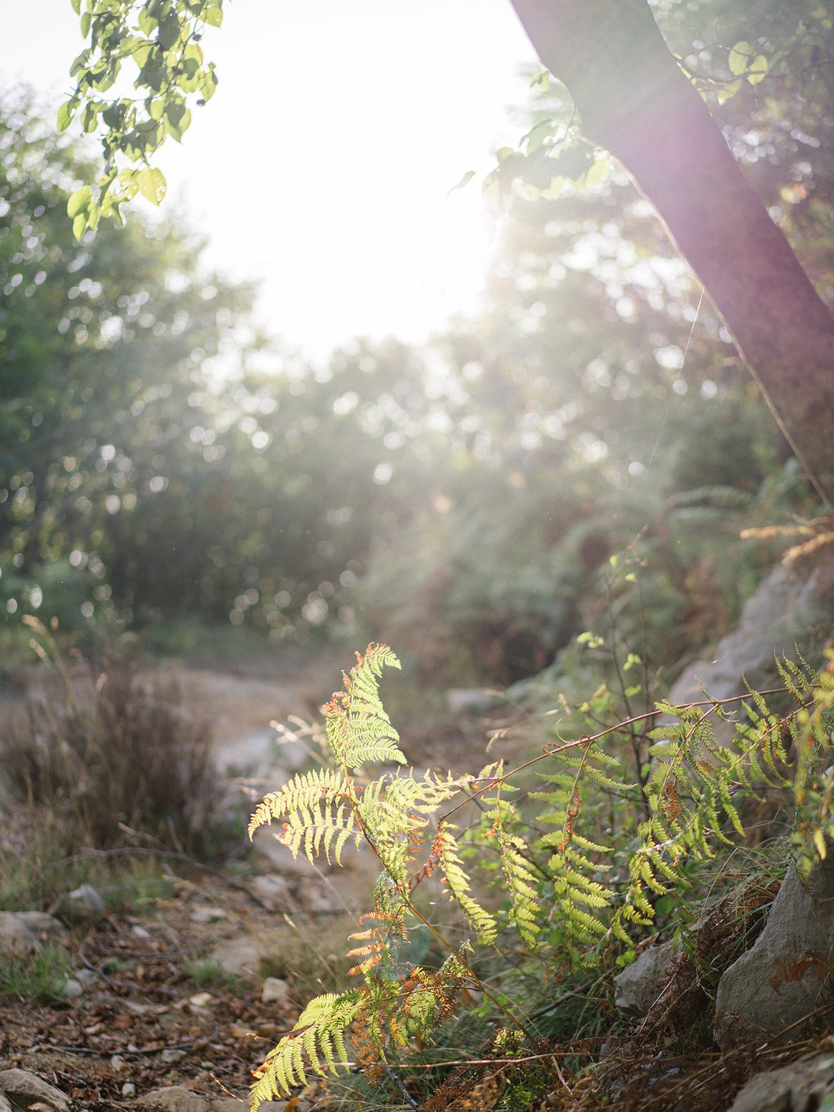 sandraaberg3_4-amalficoast-elopment-path