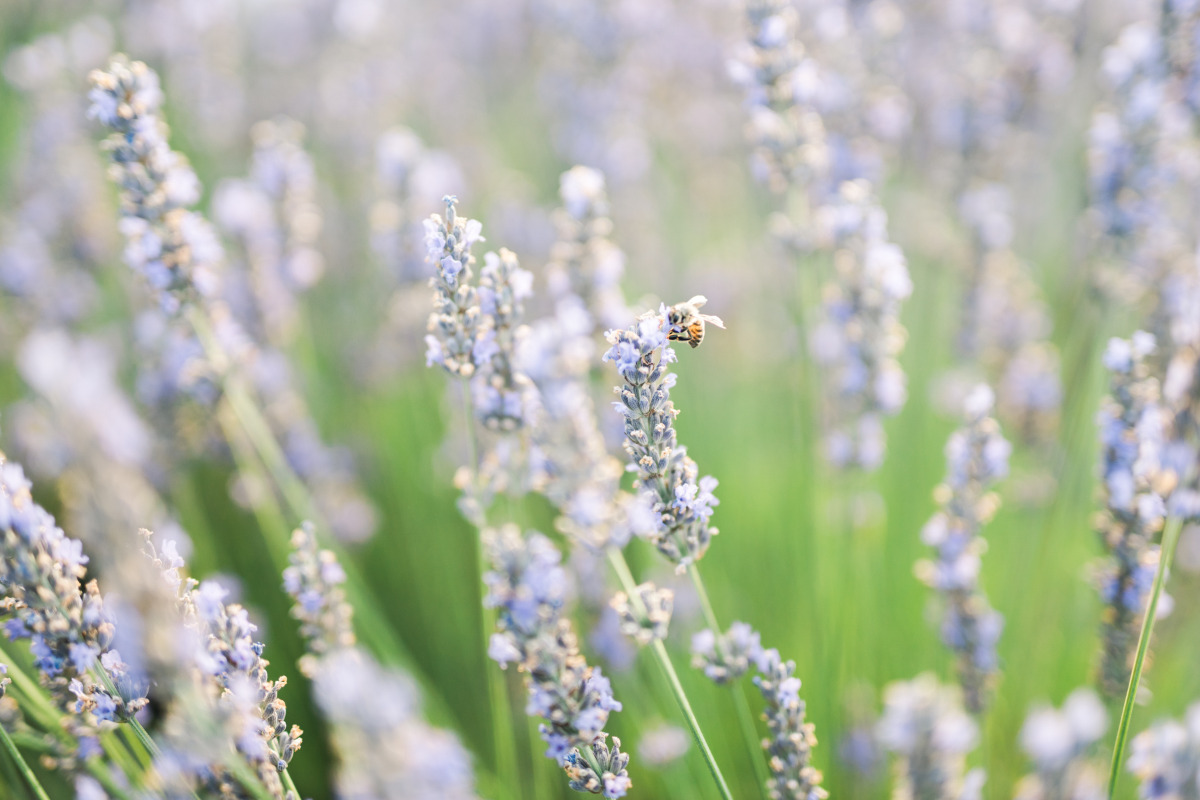 engagement-session-provence-lavender-38