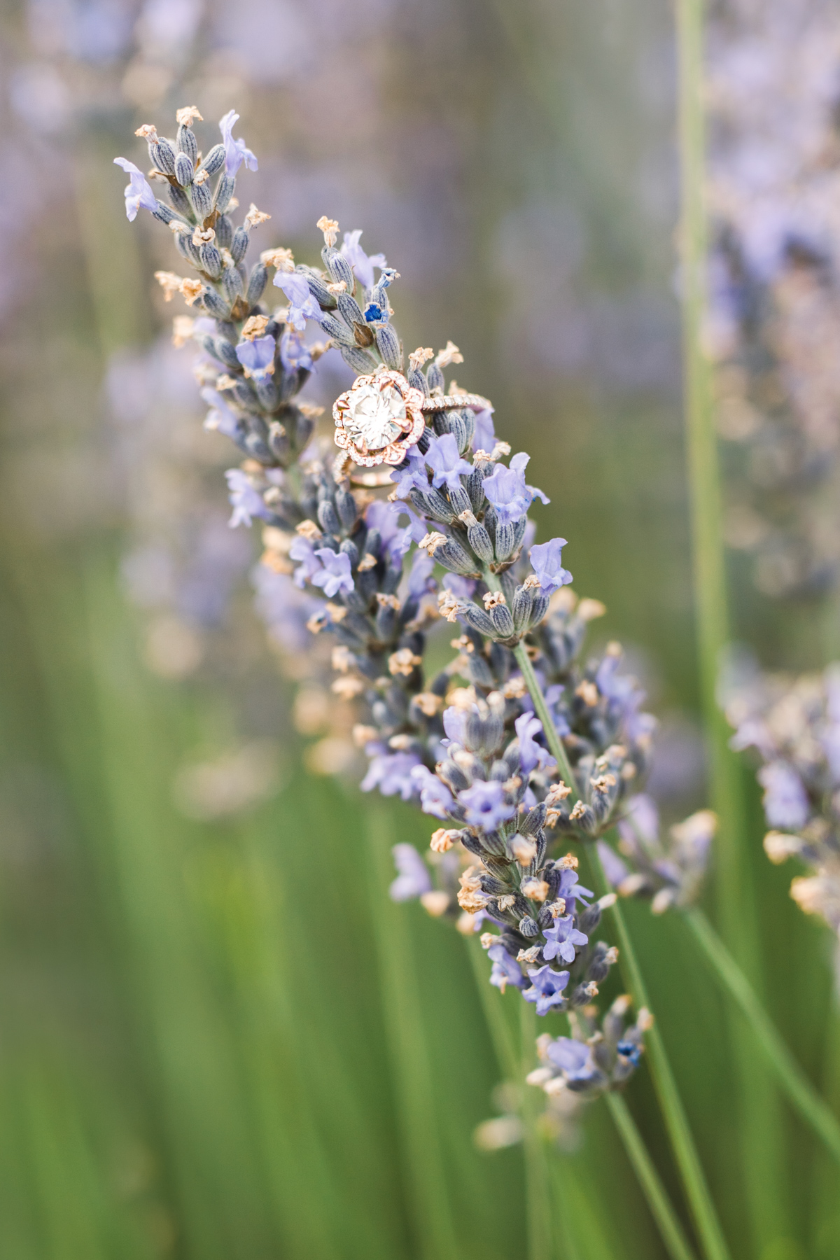 Engagement ring styling ideas on lavender