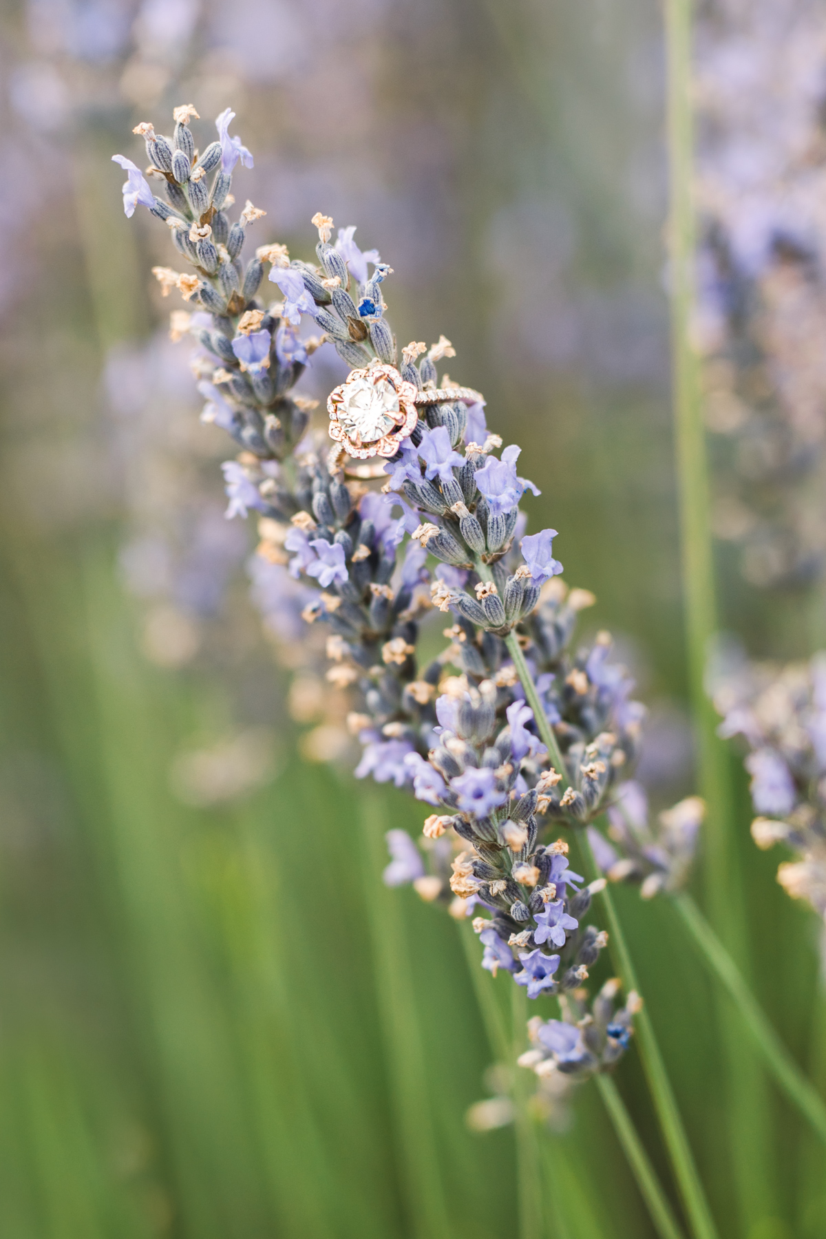 engagement-session-provence-lavender-47