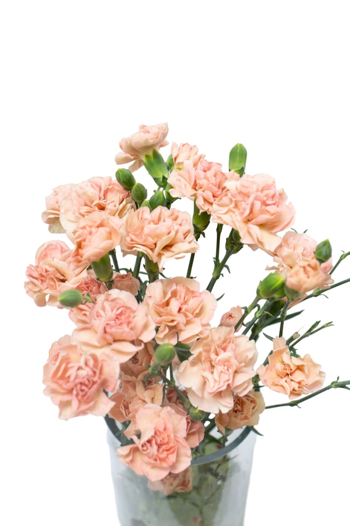 mini-carnations