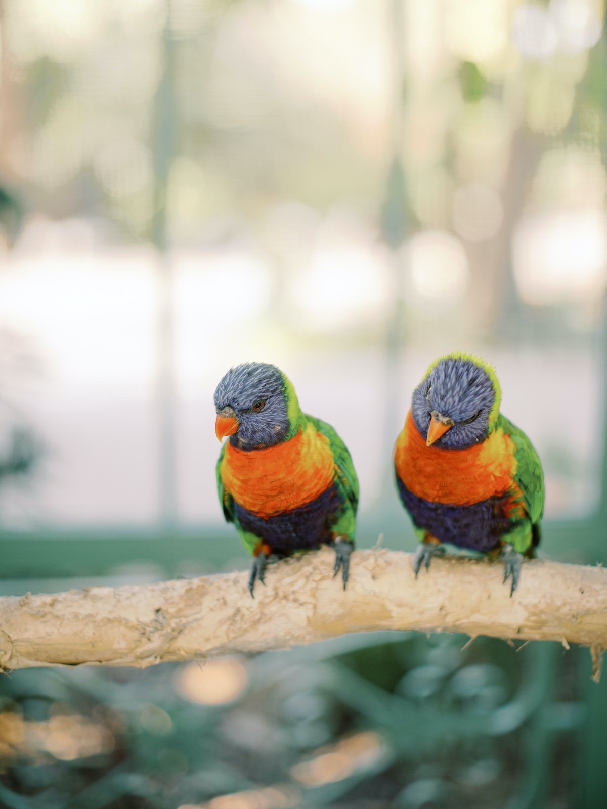 Everglades Wonder Garden styled with rainbow parrots