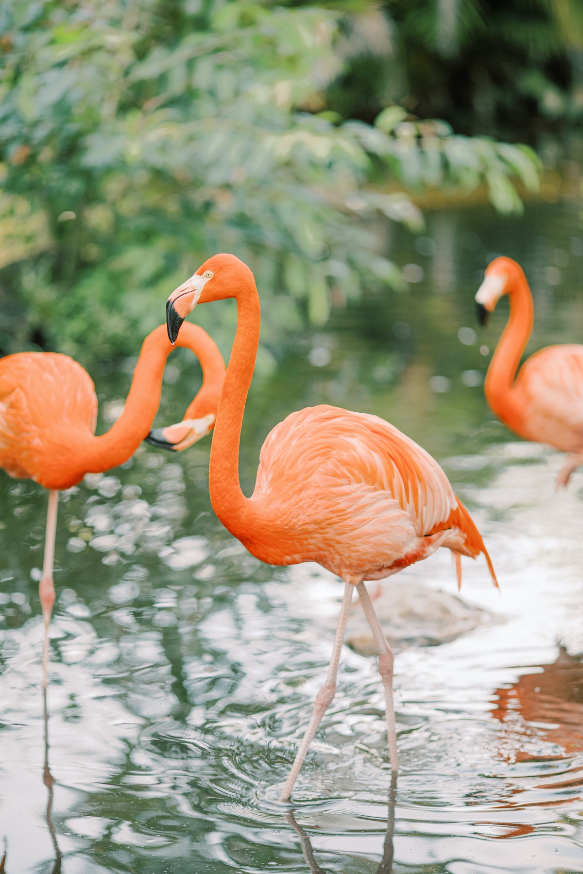 Everglades Wonder Garden styled with flamingos