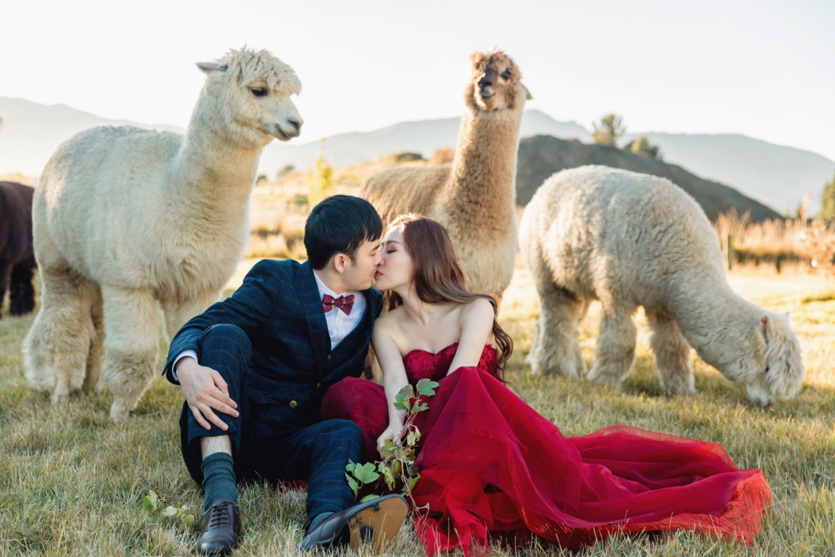 fall engagement photos with Alpacas captured by OneThreeOneFour