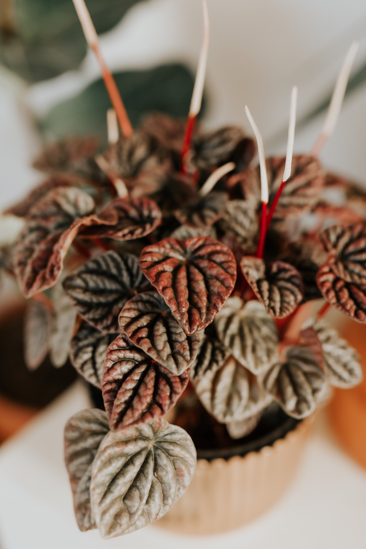 copyright_2019_lindiewilton-8