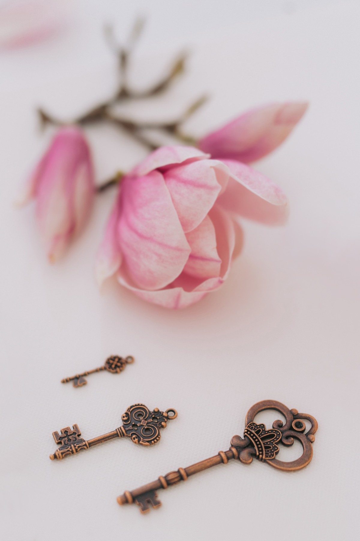 magnolia_editorial047