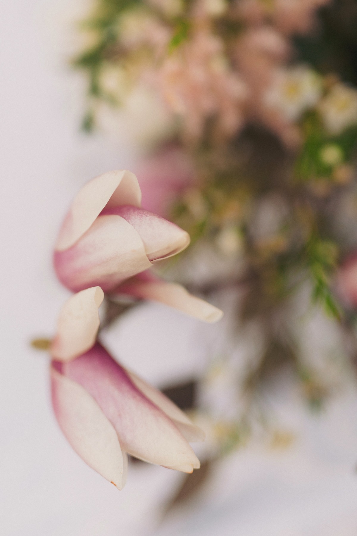 magnolia_editorial067