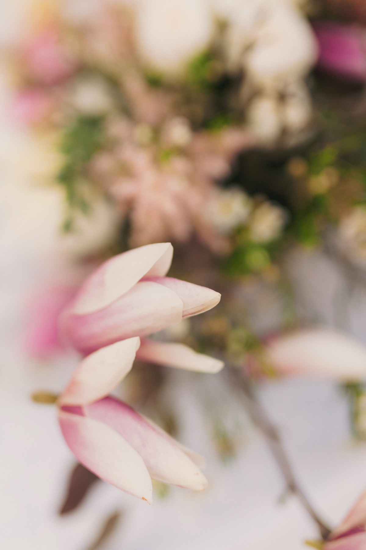 magnolia_editorial068