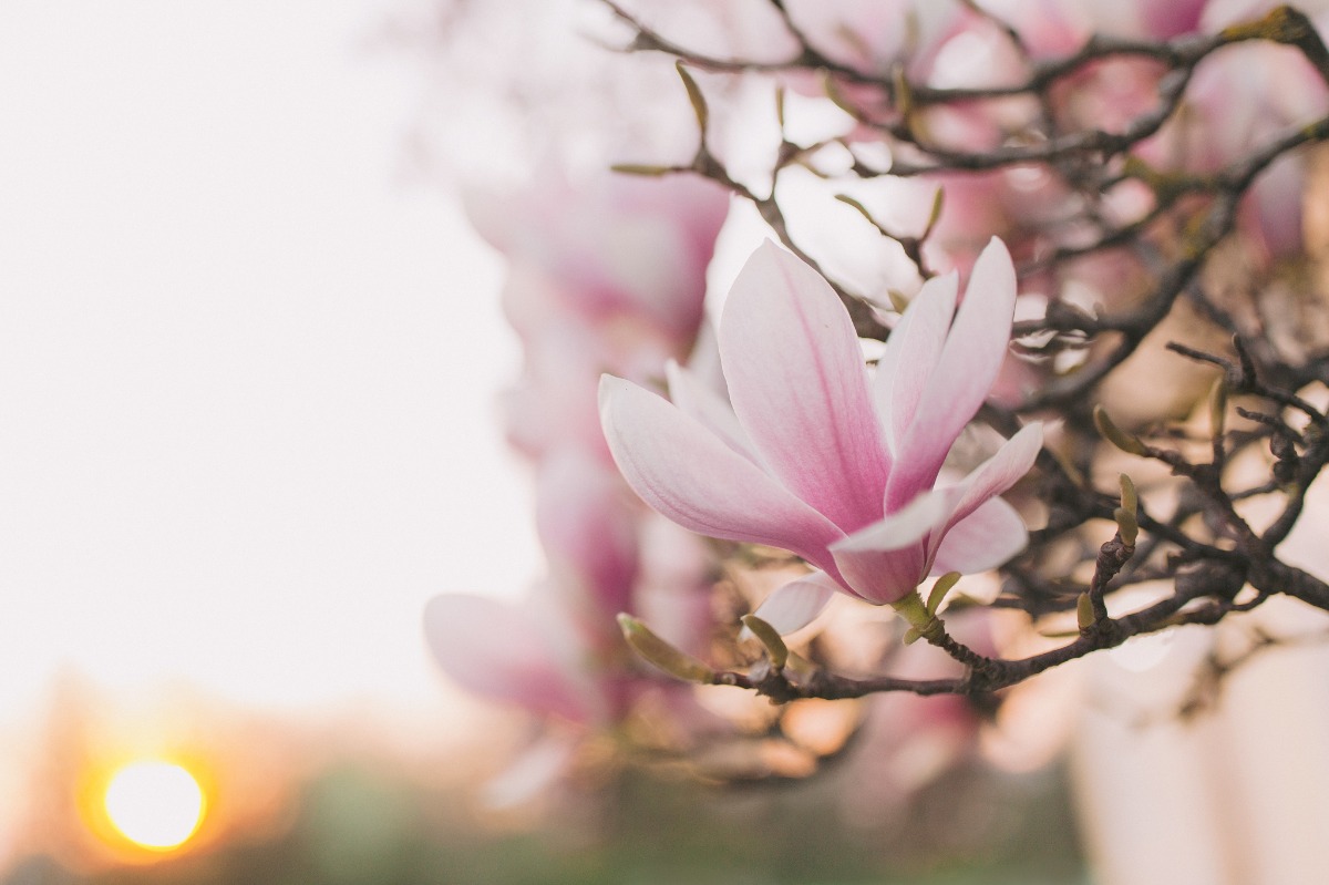 magnolia_editorial083