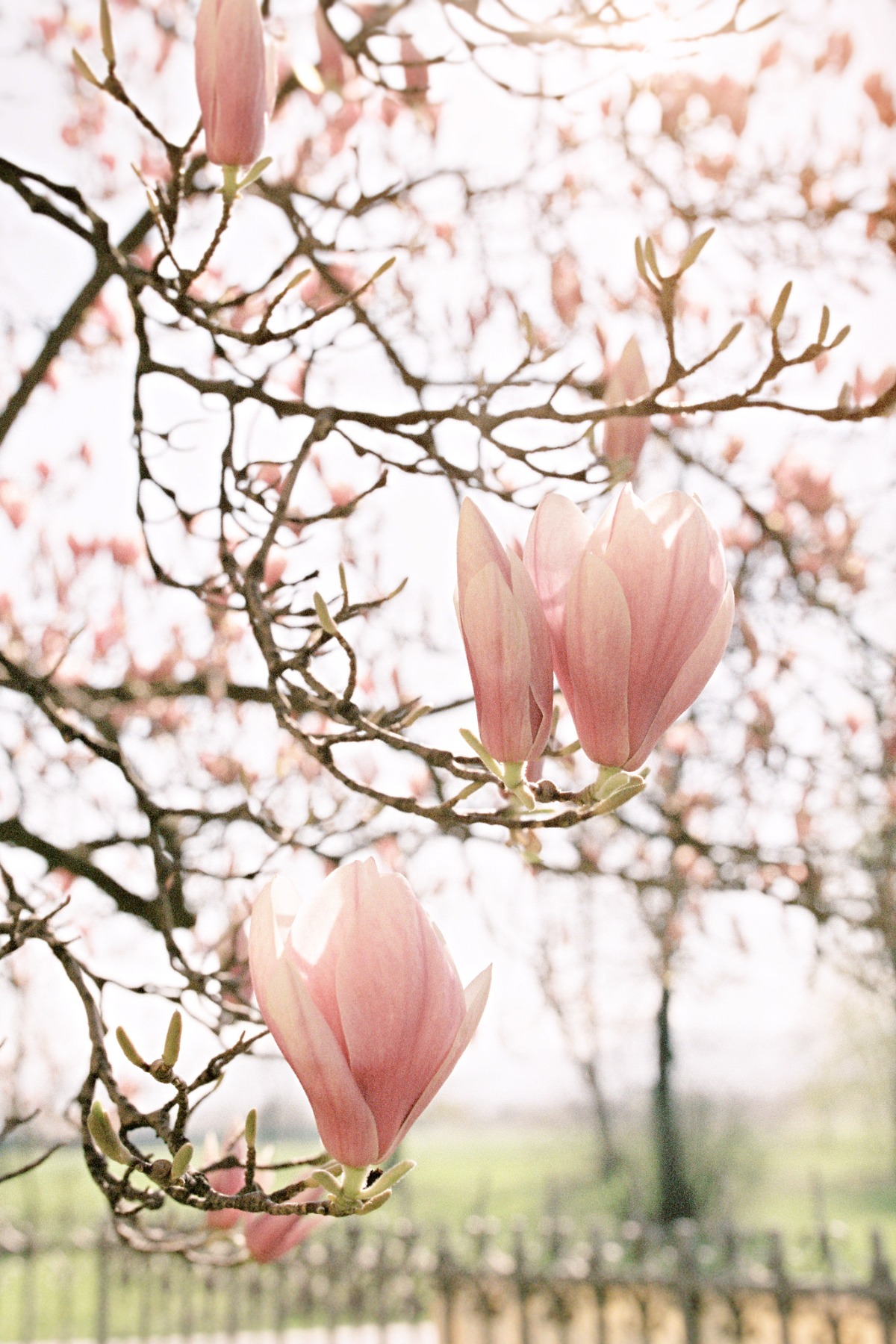 magnolia_editorial084
