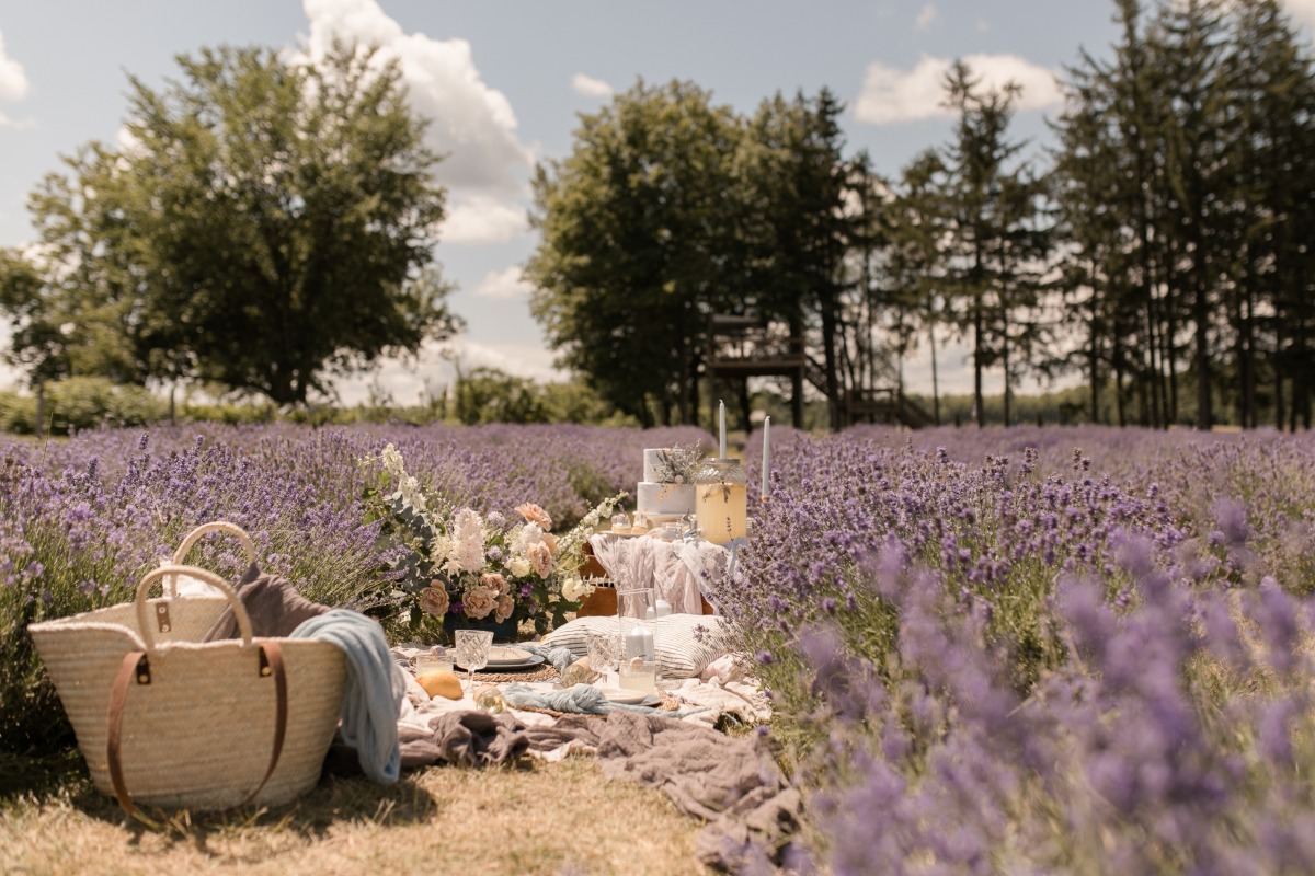 kerstin-hahn-photography-lavender-12