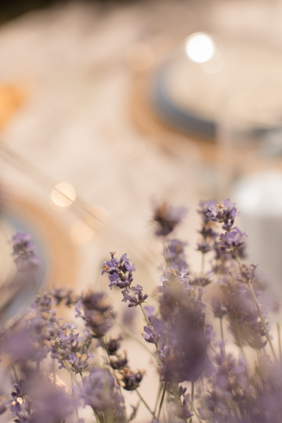 kerstin-hahn-photography-lavender-35