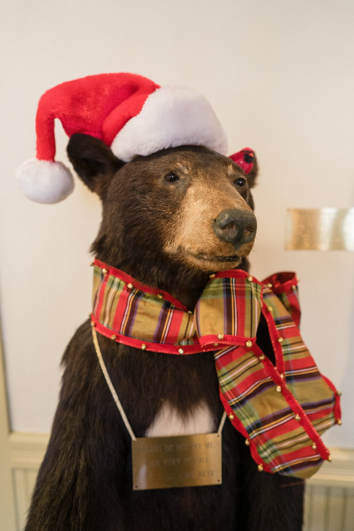 Taxidermied bear wearing a Santa hat and Christmas scarf