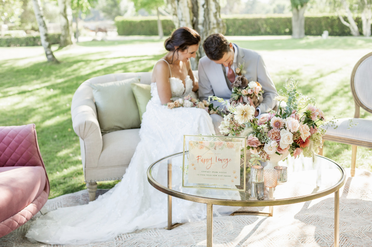 artistic-puppy-wedding-veilstailsphoto_2