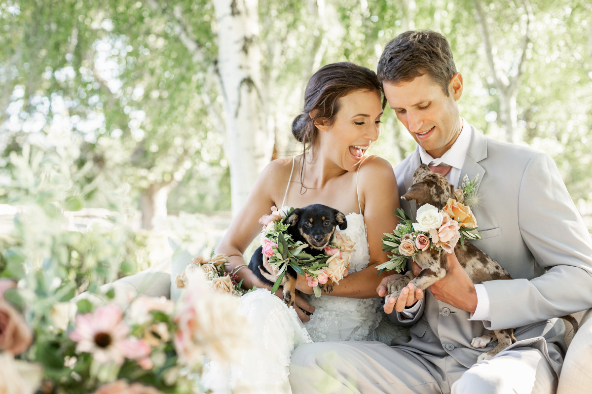 artistic-puppy-wedding-veilstailsphoto_2