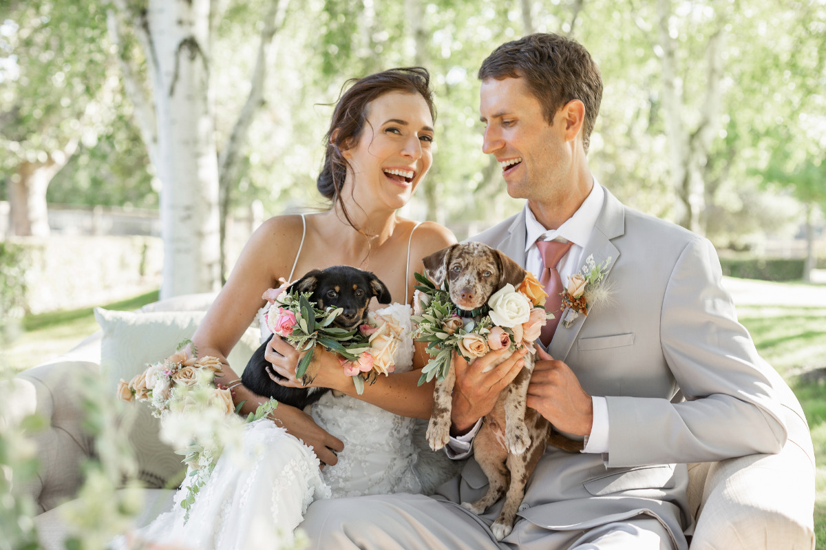 artistic-puppy-wedding-veilstailsphoto_2