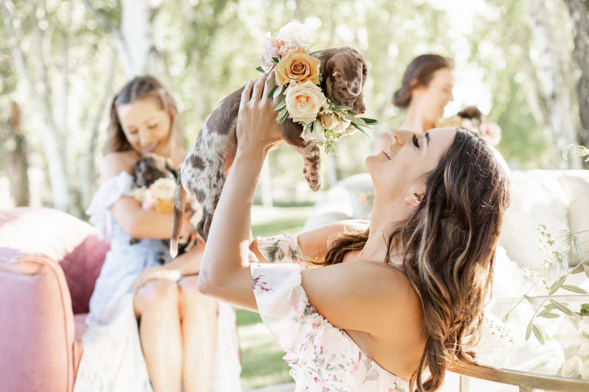 artistic-puppy-wedding-veilstailsphoto_3