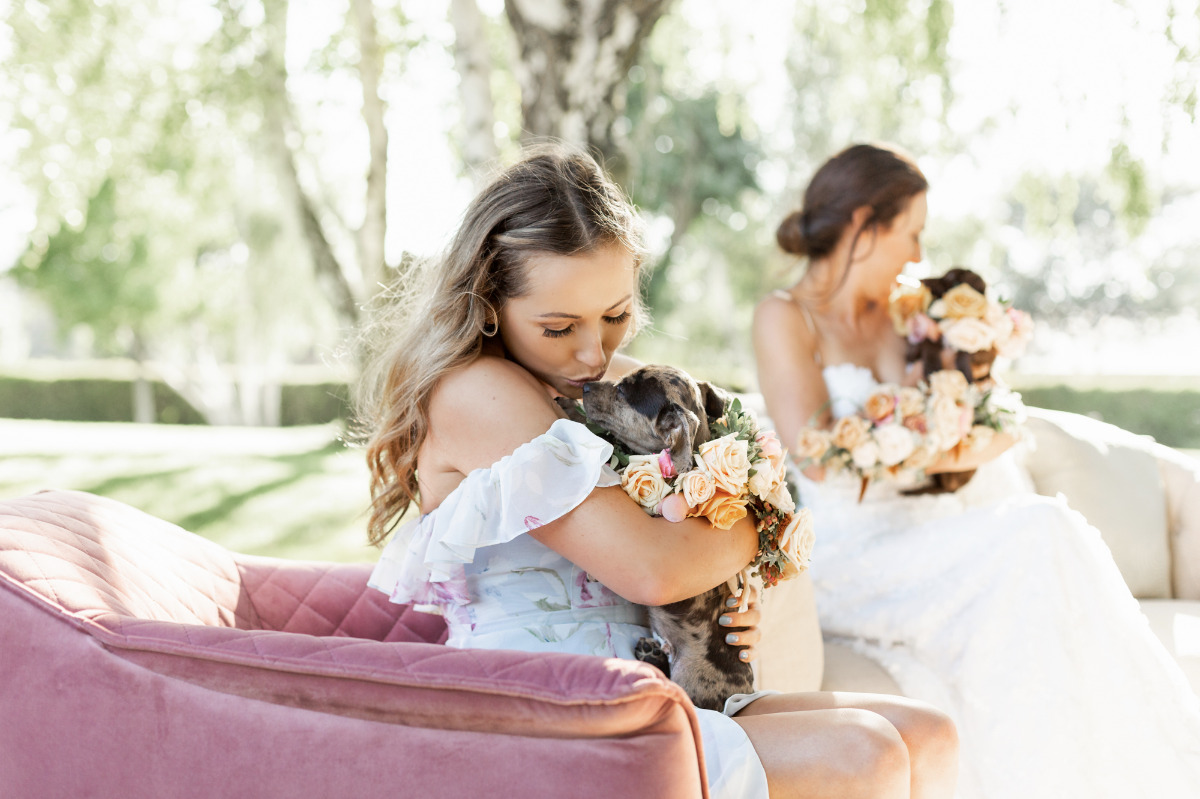 artistic-puppy-wedding-veilstailsphoto_3