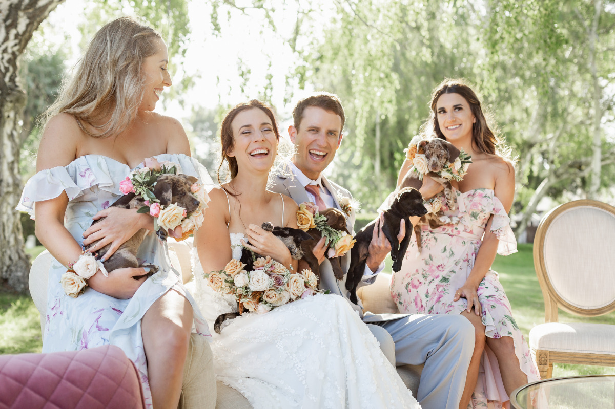 artistic-puppy-wedding-veilstailsphoto_3