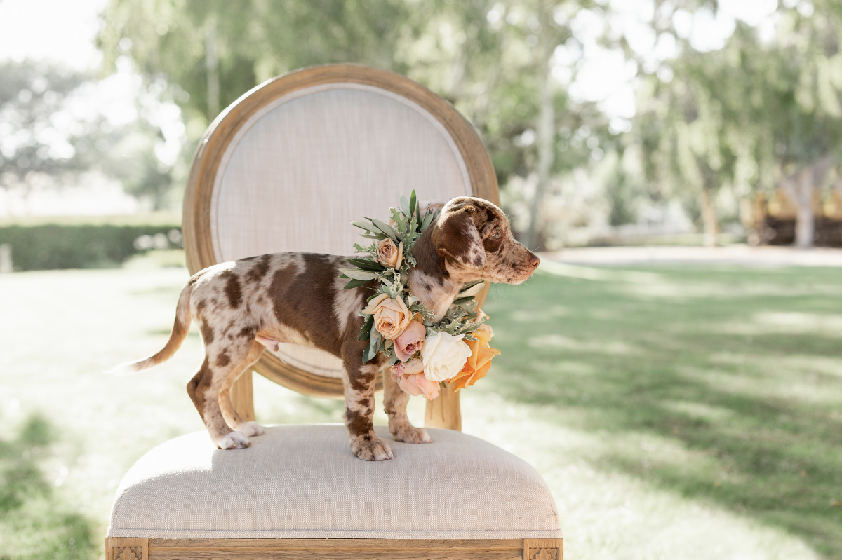 artistic-puppy-wedding-veilstailsphoto_3