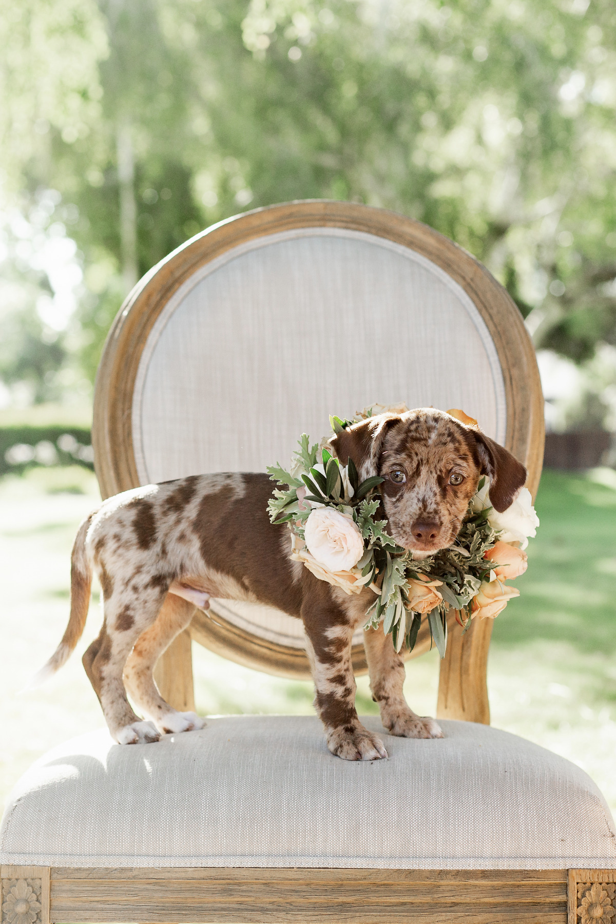 artistic-puppy-wedding-veilstailsphoto_3