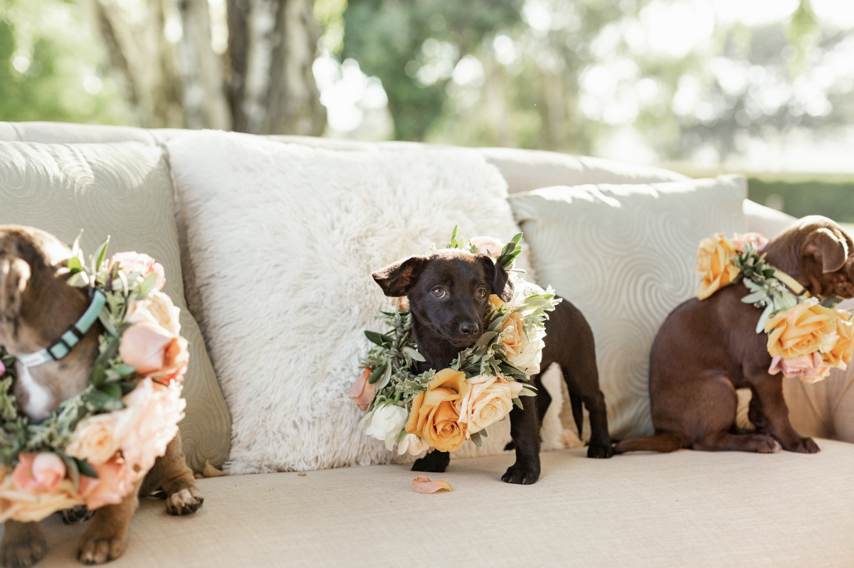 artistic-puppy-wedding-veilstailsphoto_4