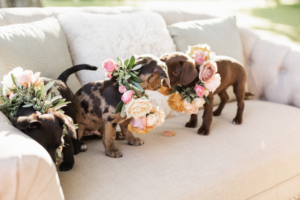 artistic-puppy-wedding-veilstailsphoto_4