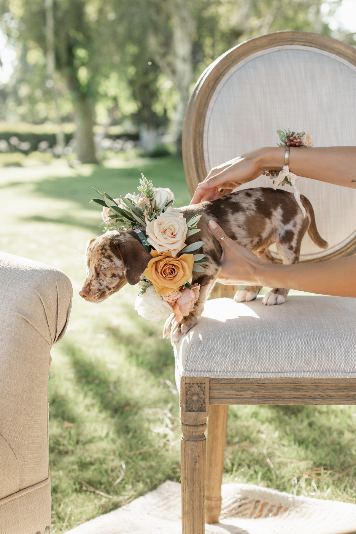 artistic-puppy-wedding-veilstailsphoto_4