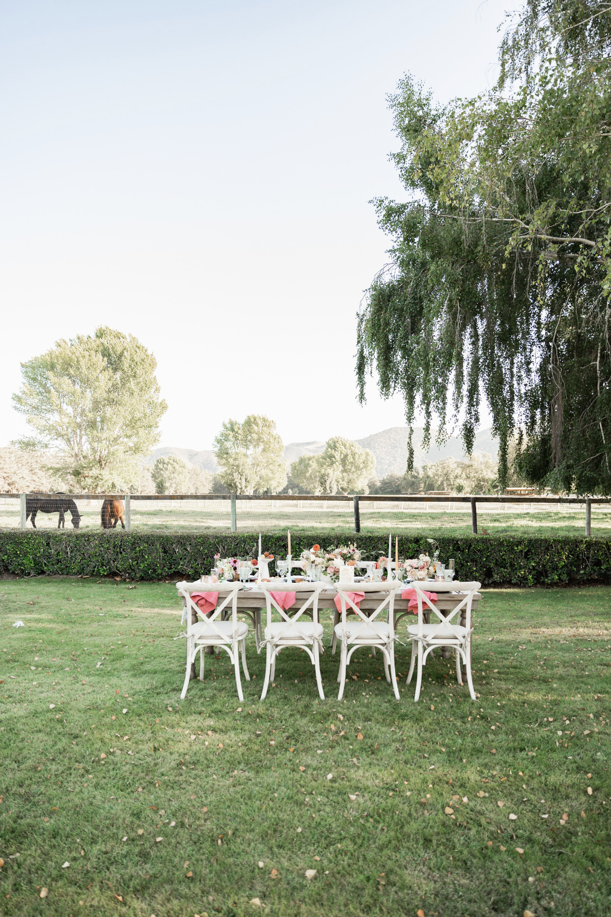 artistic-puppy-wedding-veilstailsphoto_5